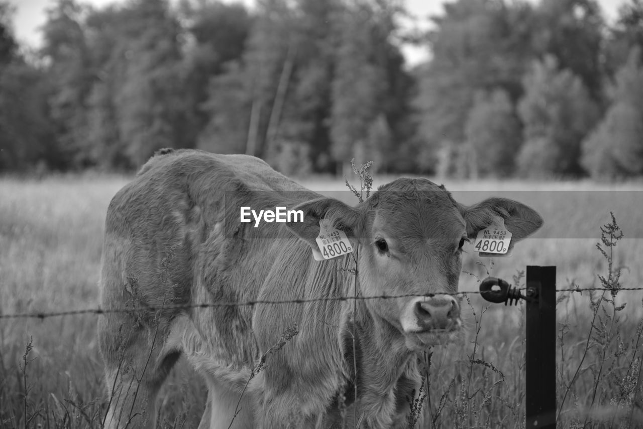 Cow standing on field