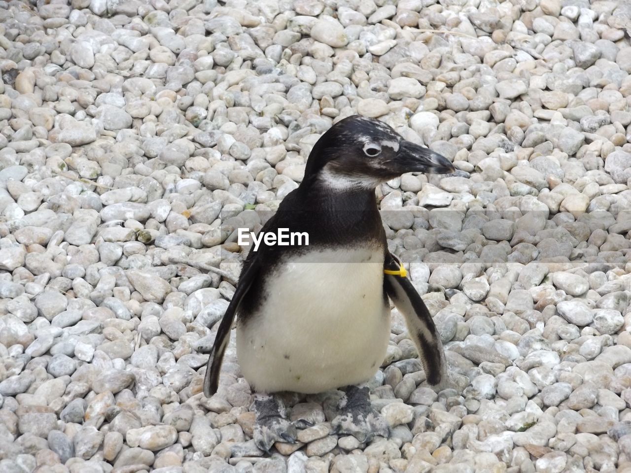 Close-up of penguin on field