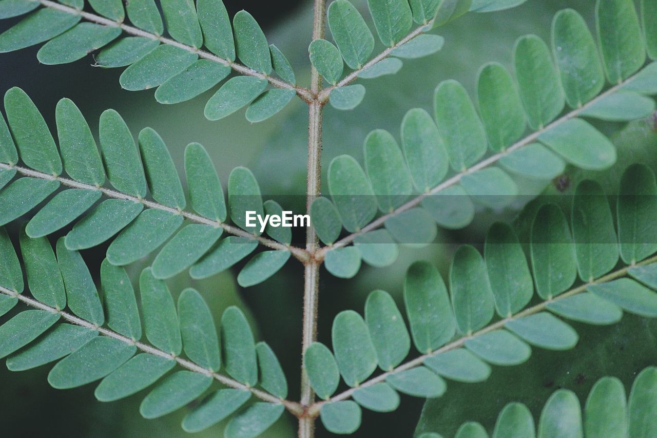 CLOSE-UP OF LEAF