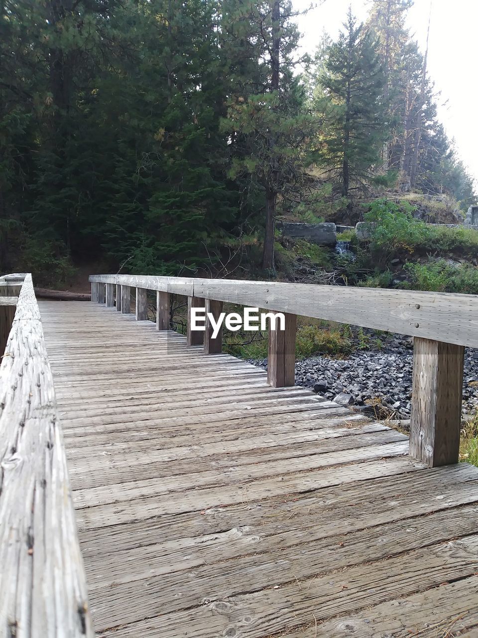 FOOTBRIDGE OVER FOREST