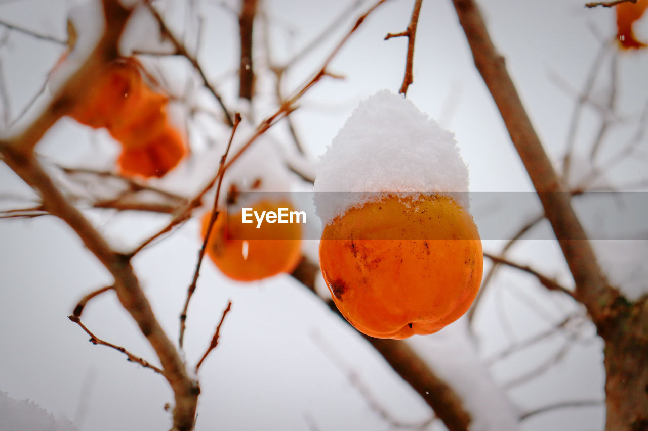 snow, winter, cold temperature, close-up, tree, macro photography, food and drink, food, branch, leaf, nature, flower, fruit, plant, no people, healthy eating, orange color, focus on foreground, frozen, yellow, persimmon, twig, autumn, spring, outdoors, produce, ice, day, freshness