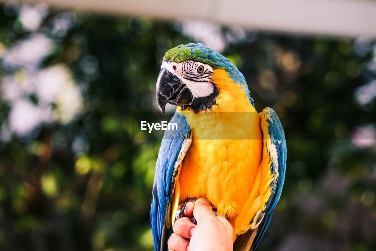 Close-up of hand holding a bird