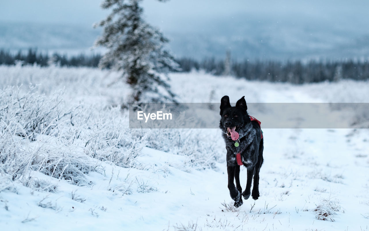 FULL LENGTH OF DOG RUNNING ON SNOW