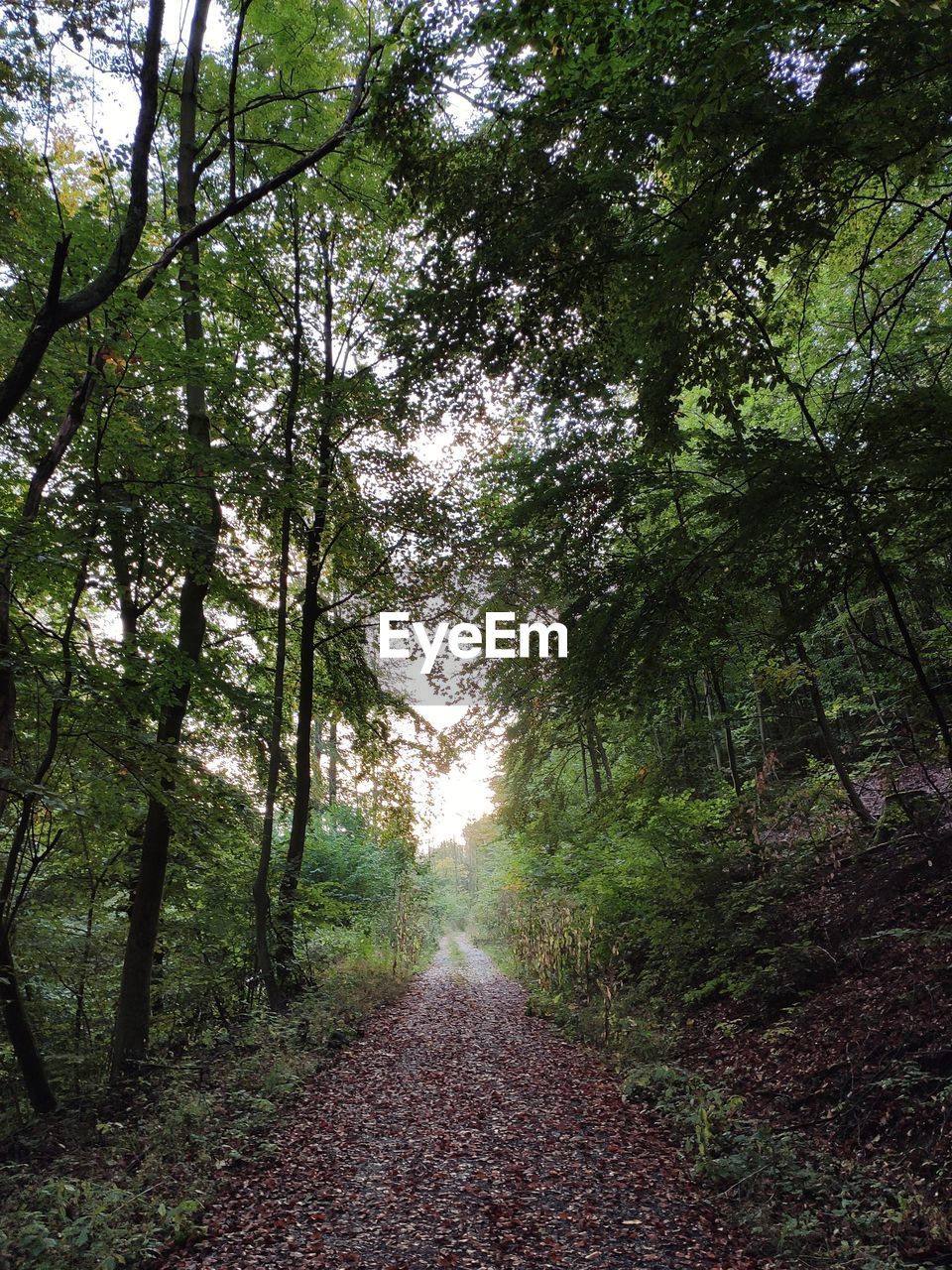 Road amidst trees in forest