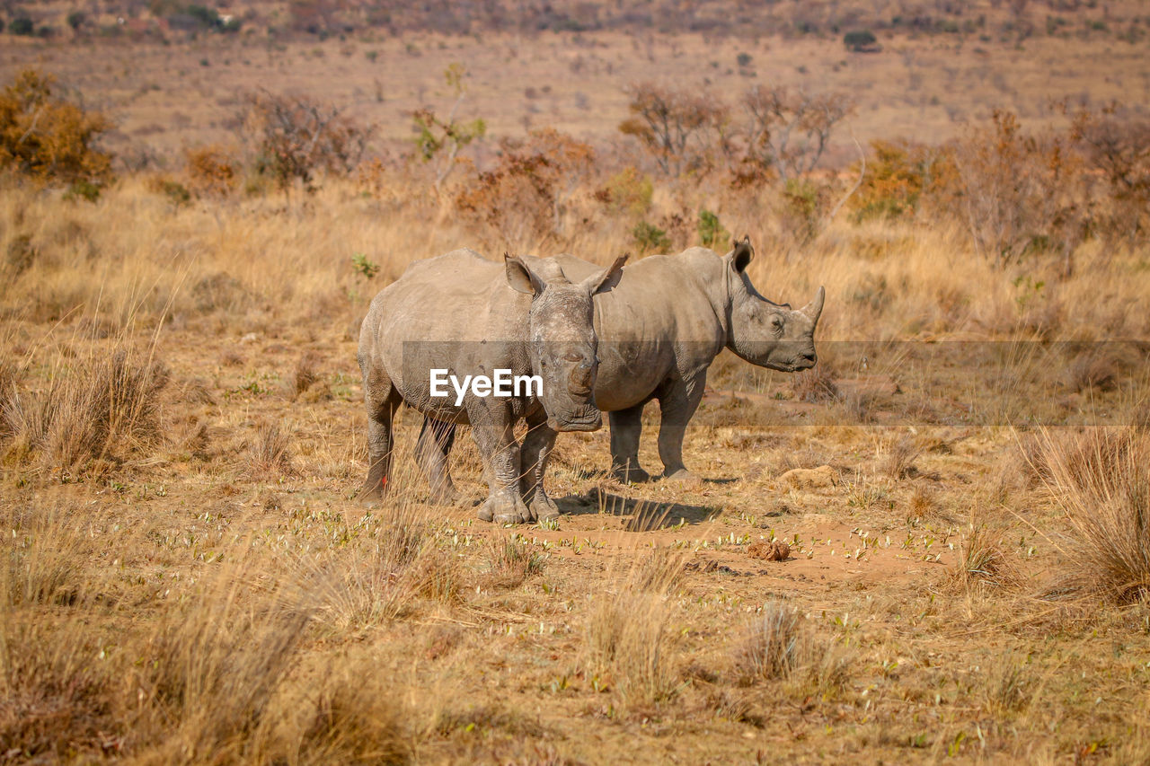 ELEPHANT WALKING IN A FARM