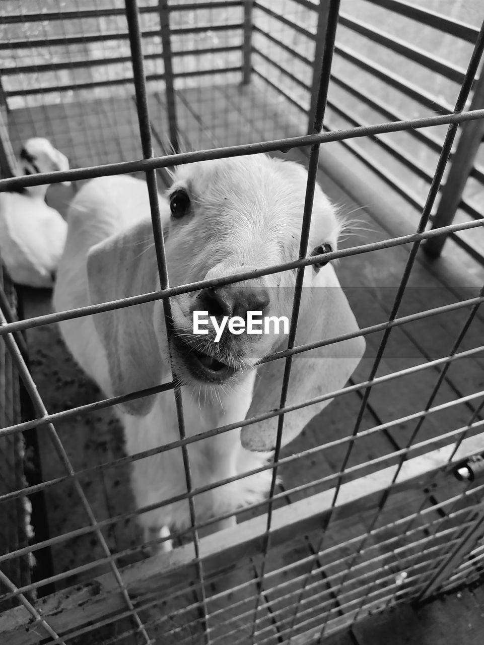 animal themes, animal, one animal, mammal, white, cage, black and white, pet, animals in captivity, domestic animals, monochrome, metal, animal shelter, monochrome photography, trapped, black, no people, dog, day, animal wildlife, animal body part, close-up