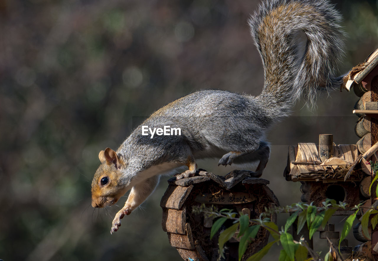 animal, animal themes, animal wildlife, squirrel, wildlife, mammal, one animal, rodent, nature, no people, eating, tree, outdoors, full length, chipmunk, side view