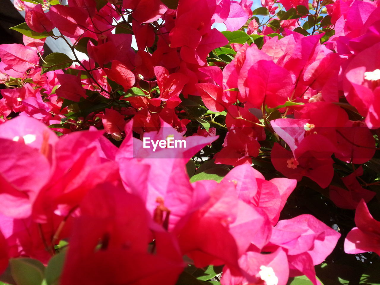 CLOSE-UP OF BOUGAINVILLEA BLOOMING OUTDOORS