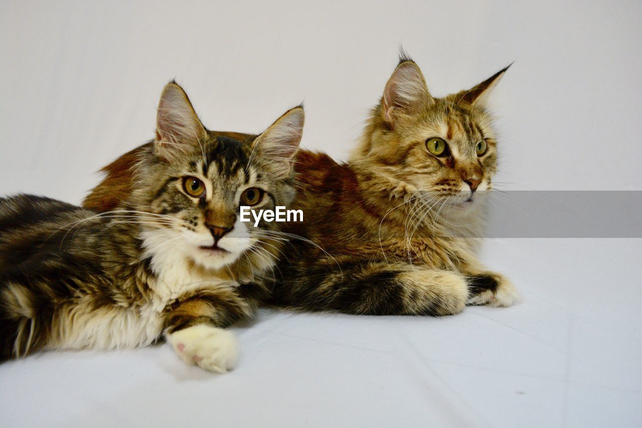 Cats sitting against white background