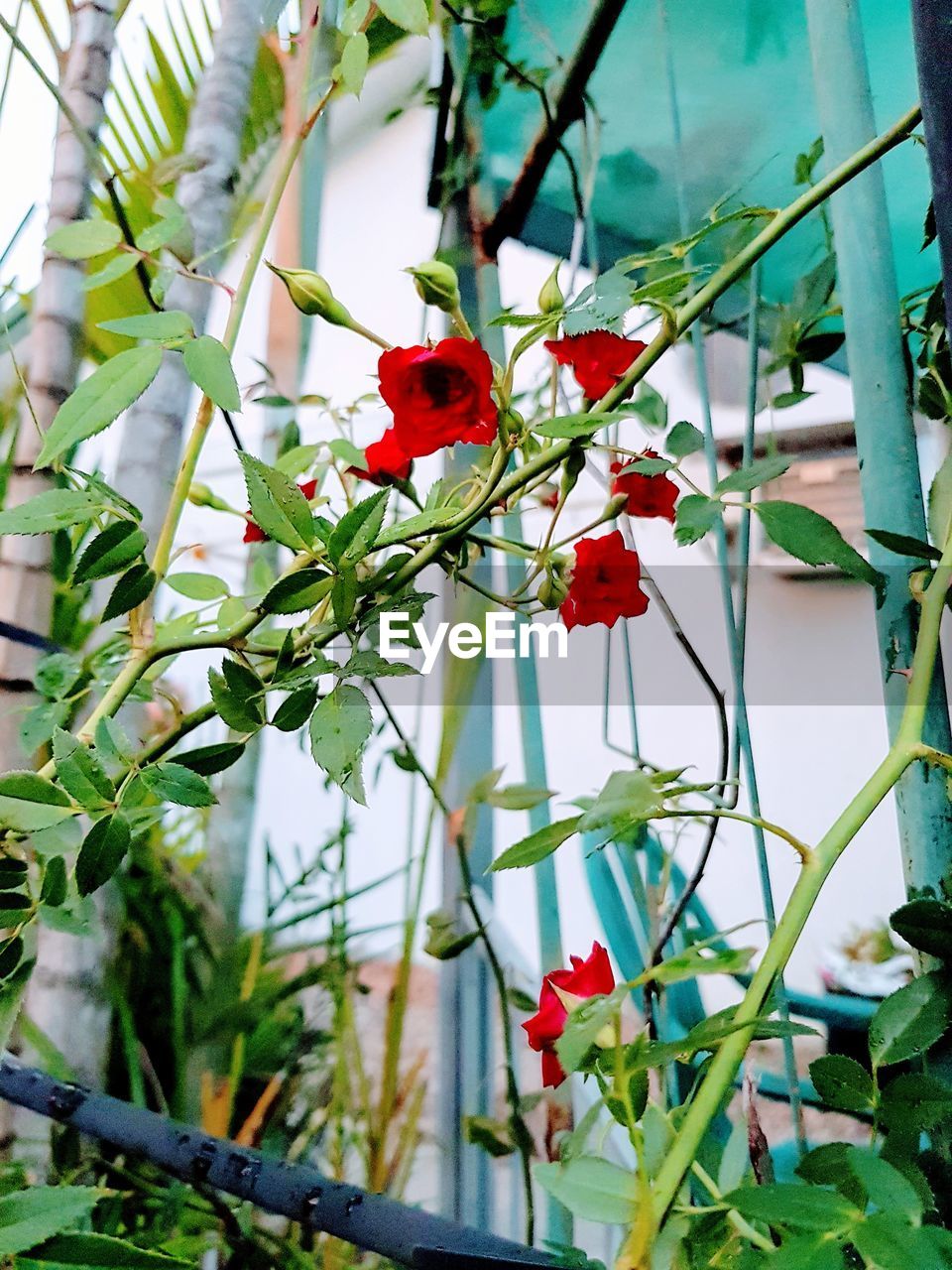 CLOSE-UP OF RED POPPY FLOWERS