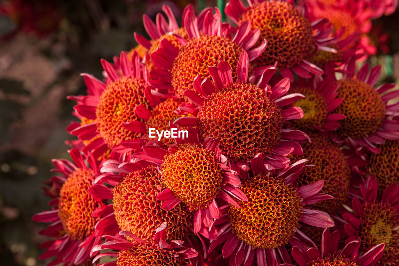 Close-up of red flowers