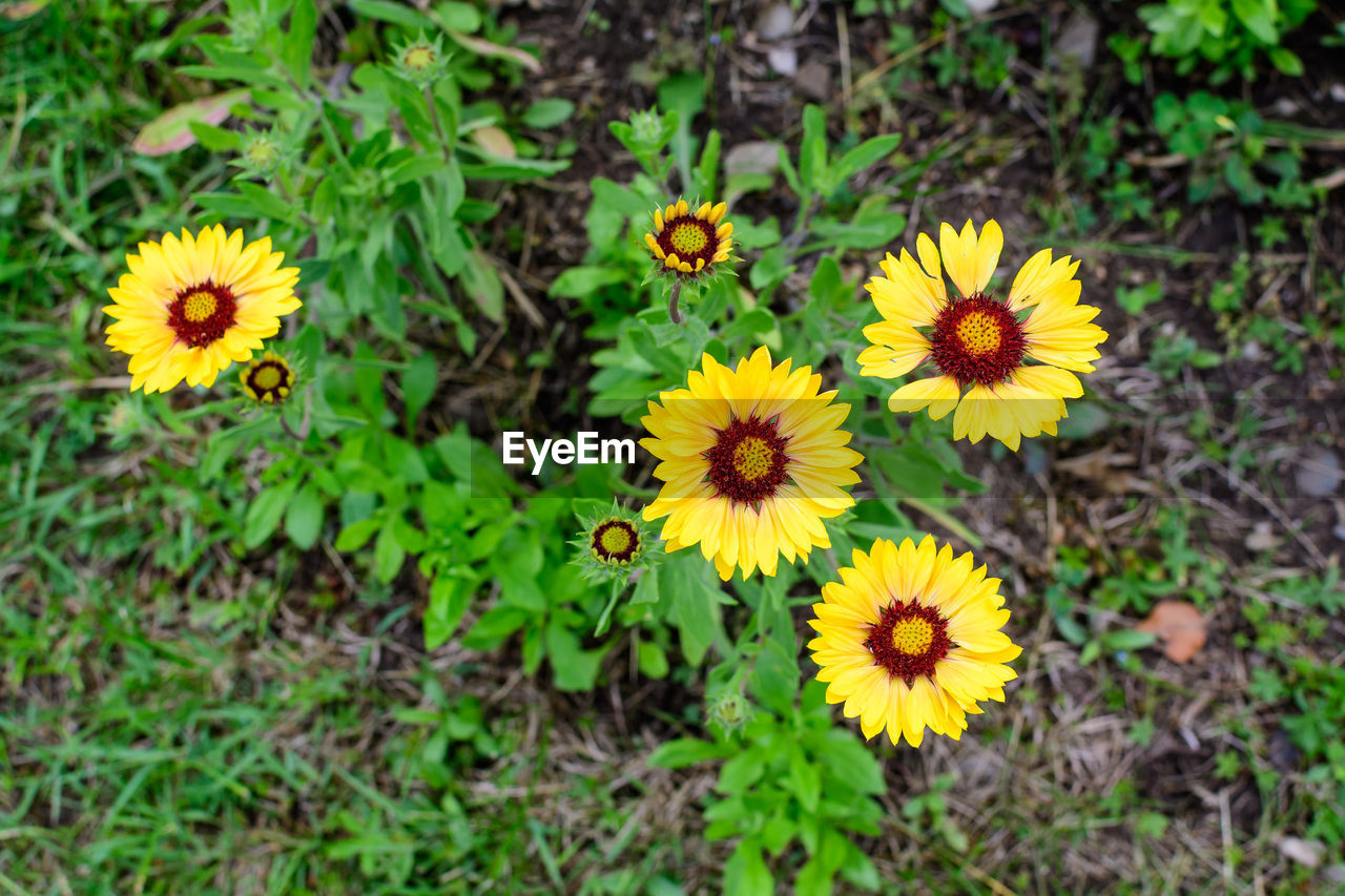 HIGH ANGLE VIEW OF YELLOW FLOWERS ON FIELD