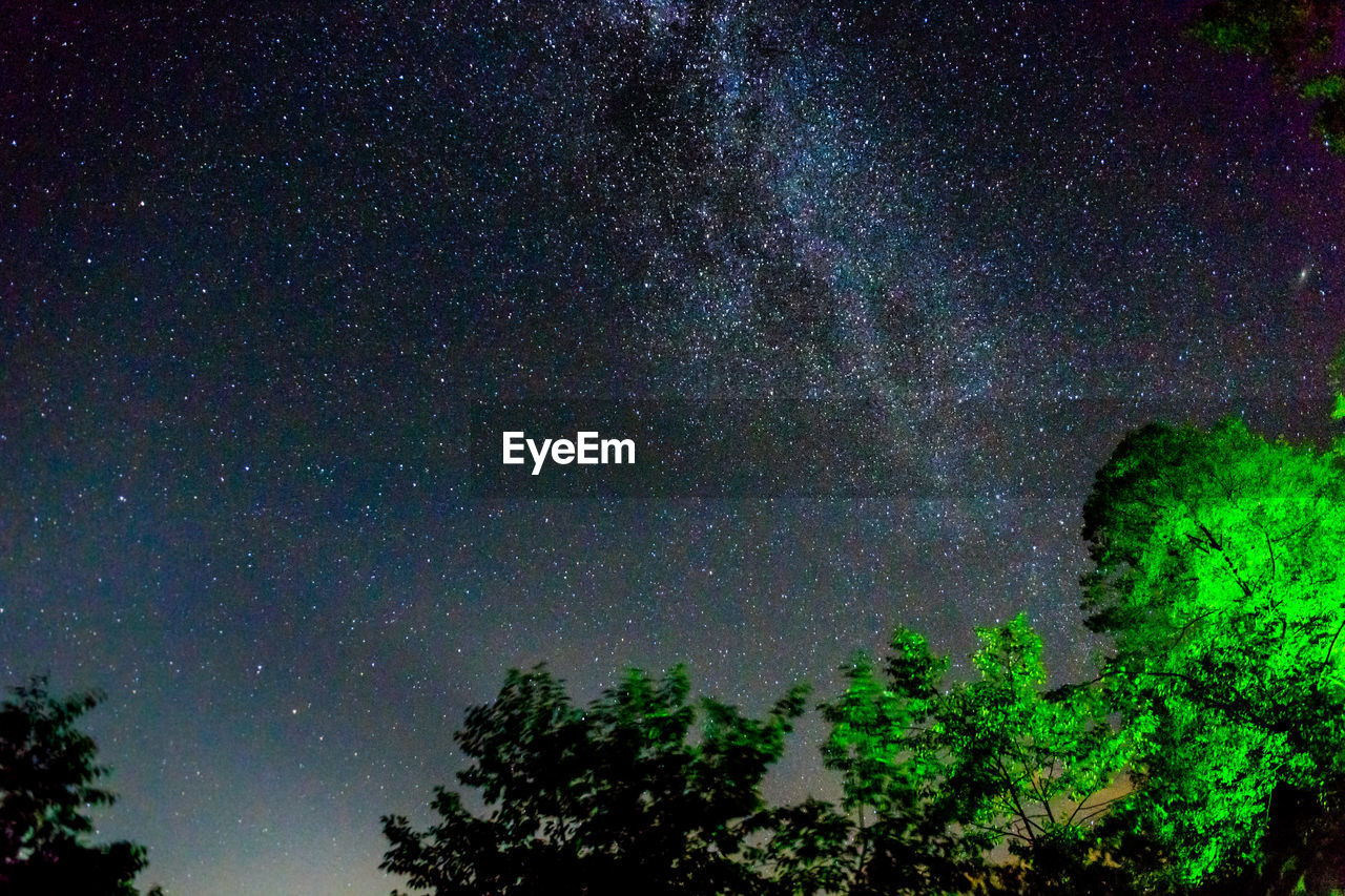 LOW ANGLE VIEW OF TREE AGAINST SKY AT NIGHT