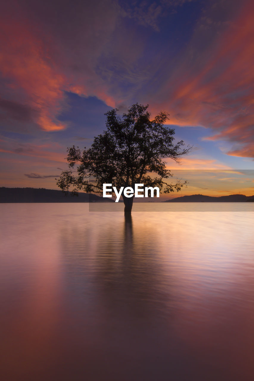 Silhouette tree by lake against sky during sunset