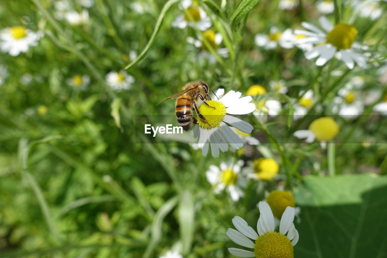 CLOSE-UP OF BEE POLLINATING ON WHITE FLOWERING PLANT