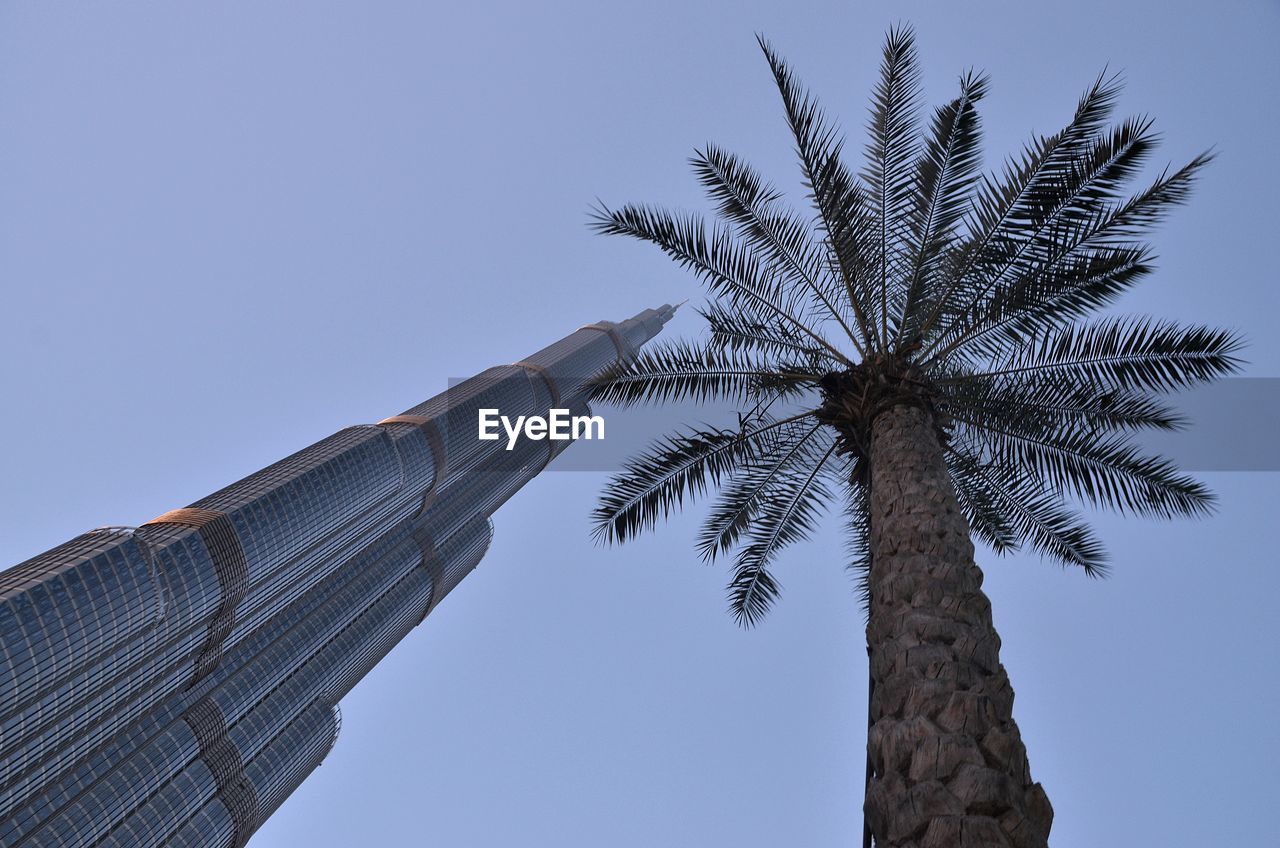 Low angle view of palm tree against clear blue sky