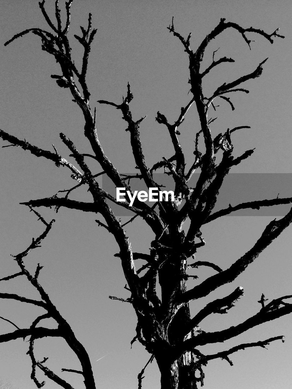 LOW ANGLE VIEW OF BARE TREES AGAINST SKY