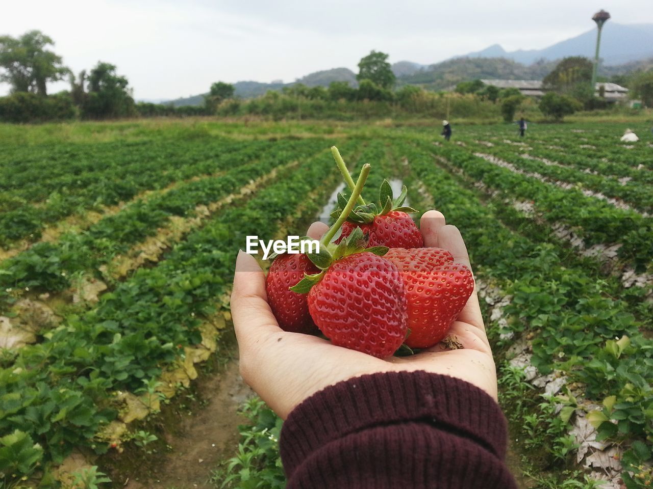 Close-up of hand holding strawberries on field