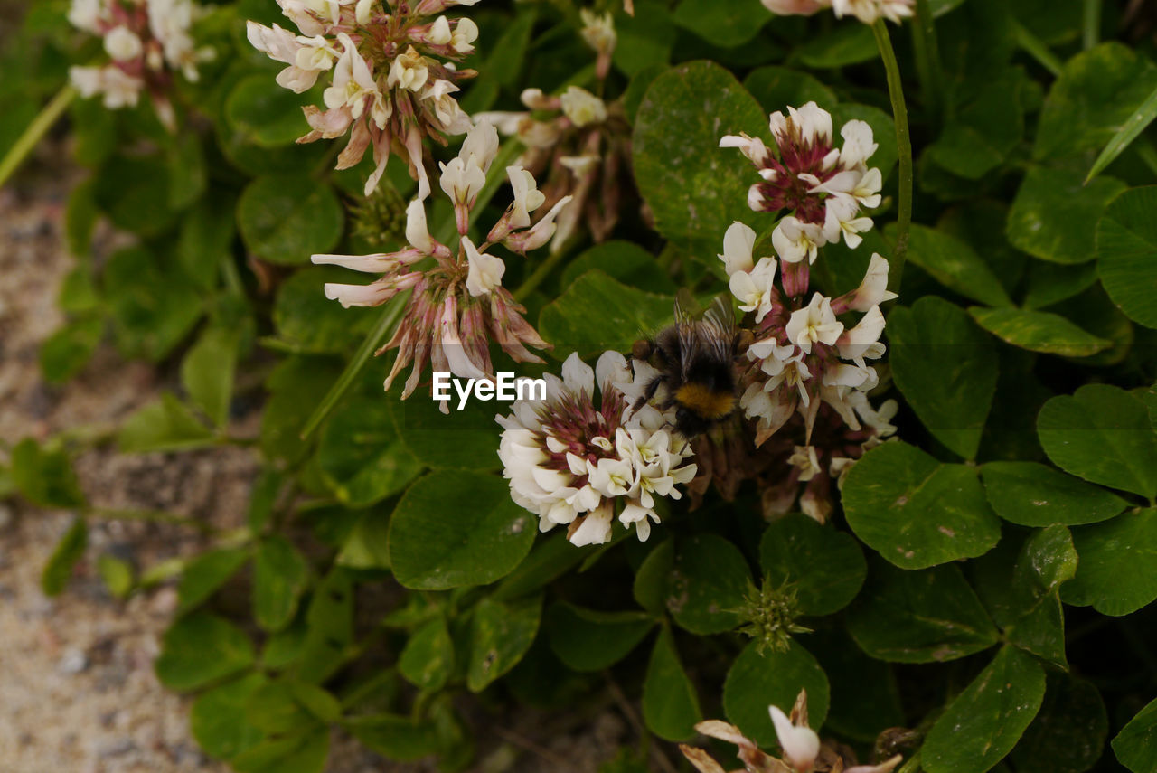 CLOSE-UP OF BEE POLLINATING ON FLOWER