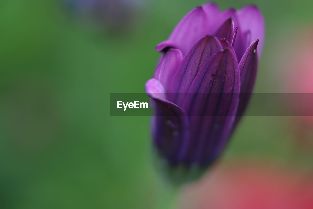 Close-up of purple flower