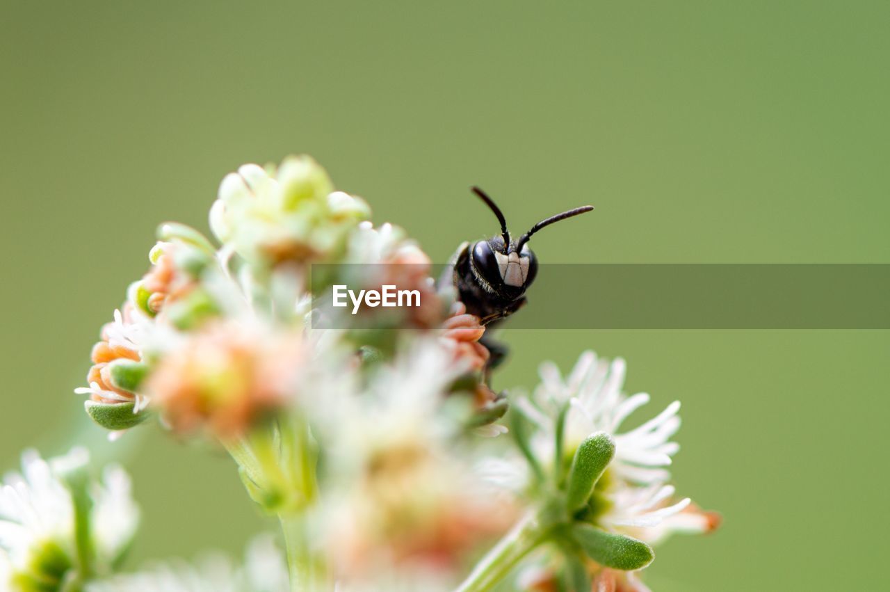 CLOSE-UP OF INSECT ON WHITE FLOWER