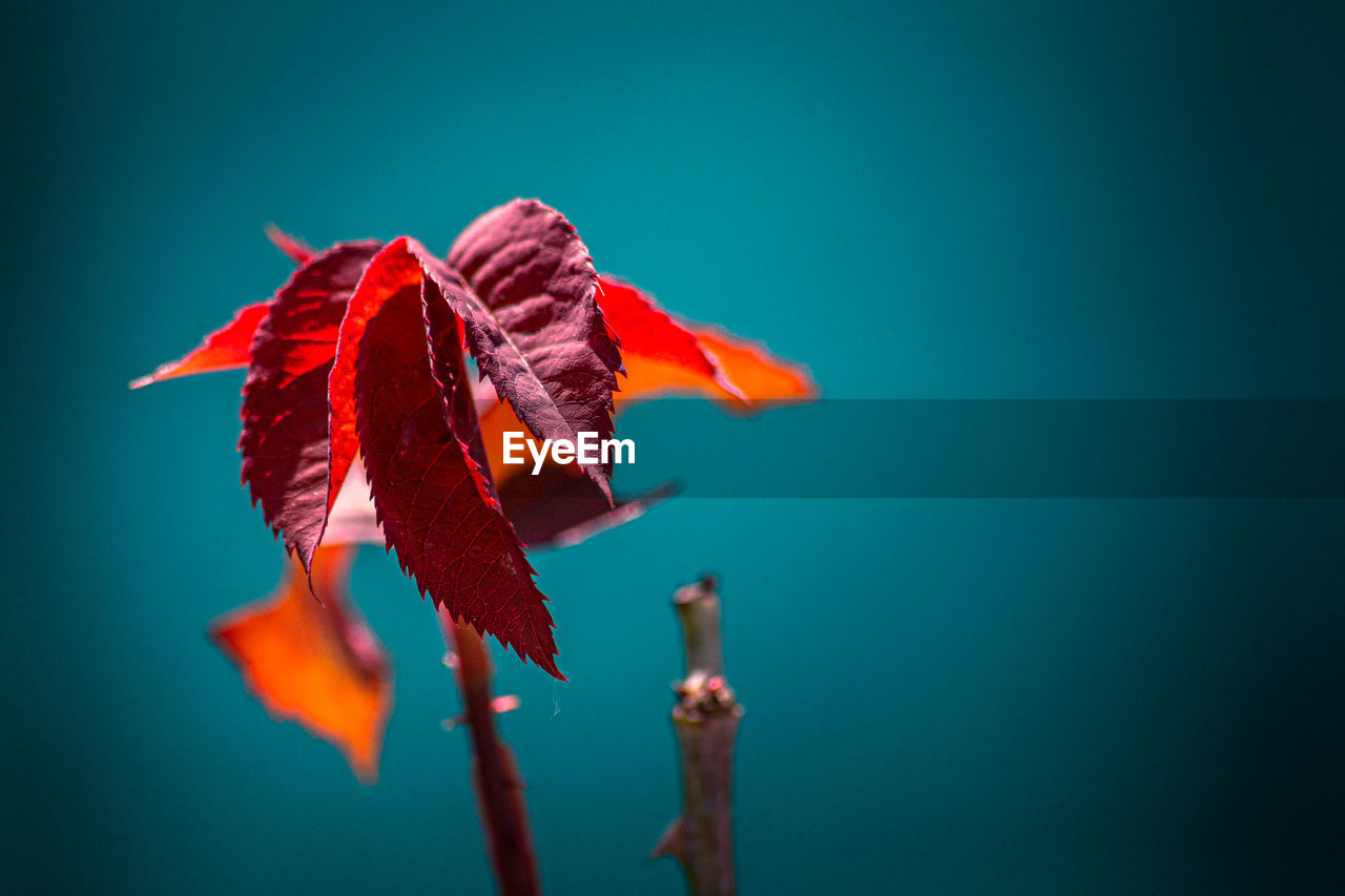 CLOSE-UP OF RED FLOWER OVER BLUE BACKGROUND