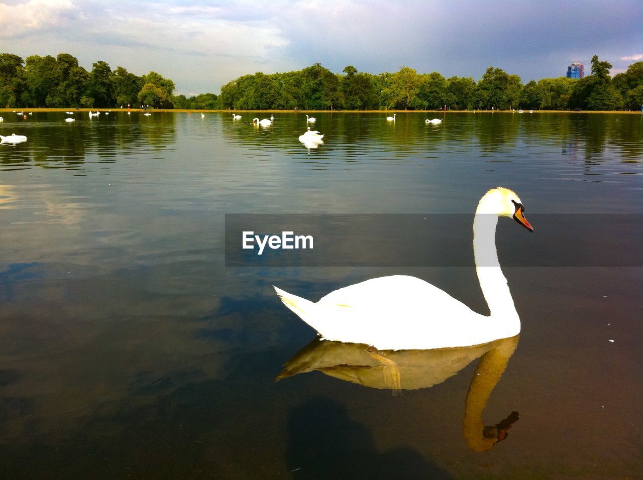 SWAN FLOATING IN LAKE