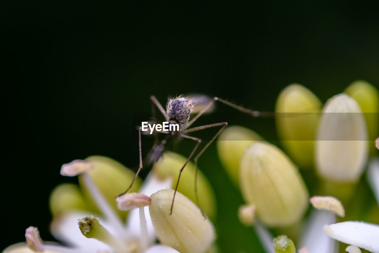 Close-up of insect on green plant