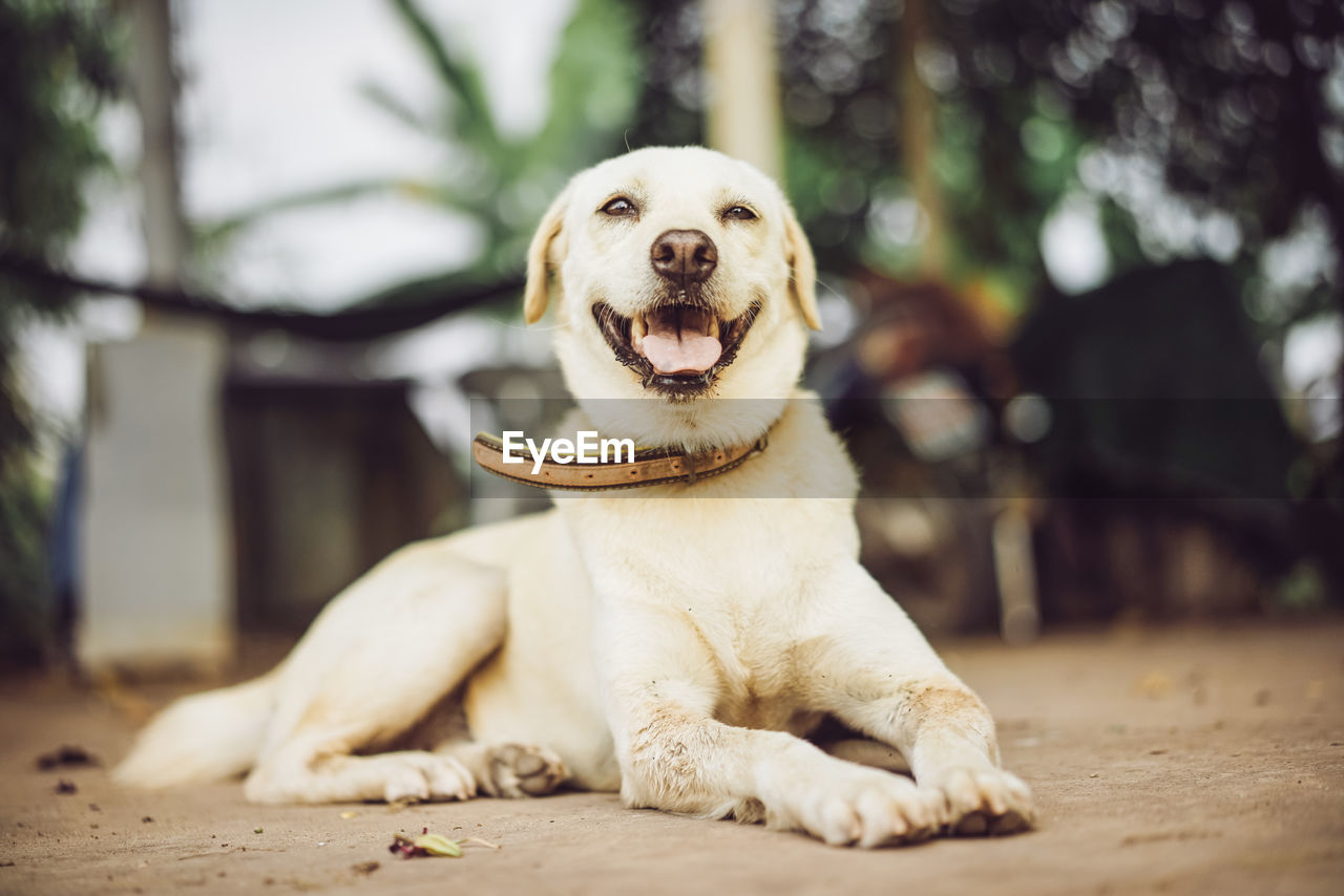 PORTRAIT OF A DOG SITTING ON OUTDOORS