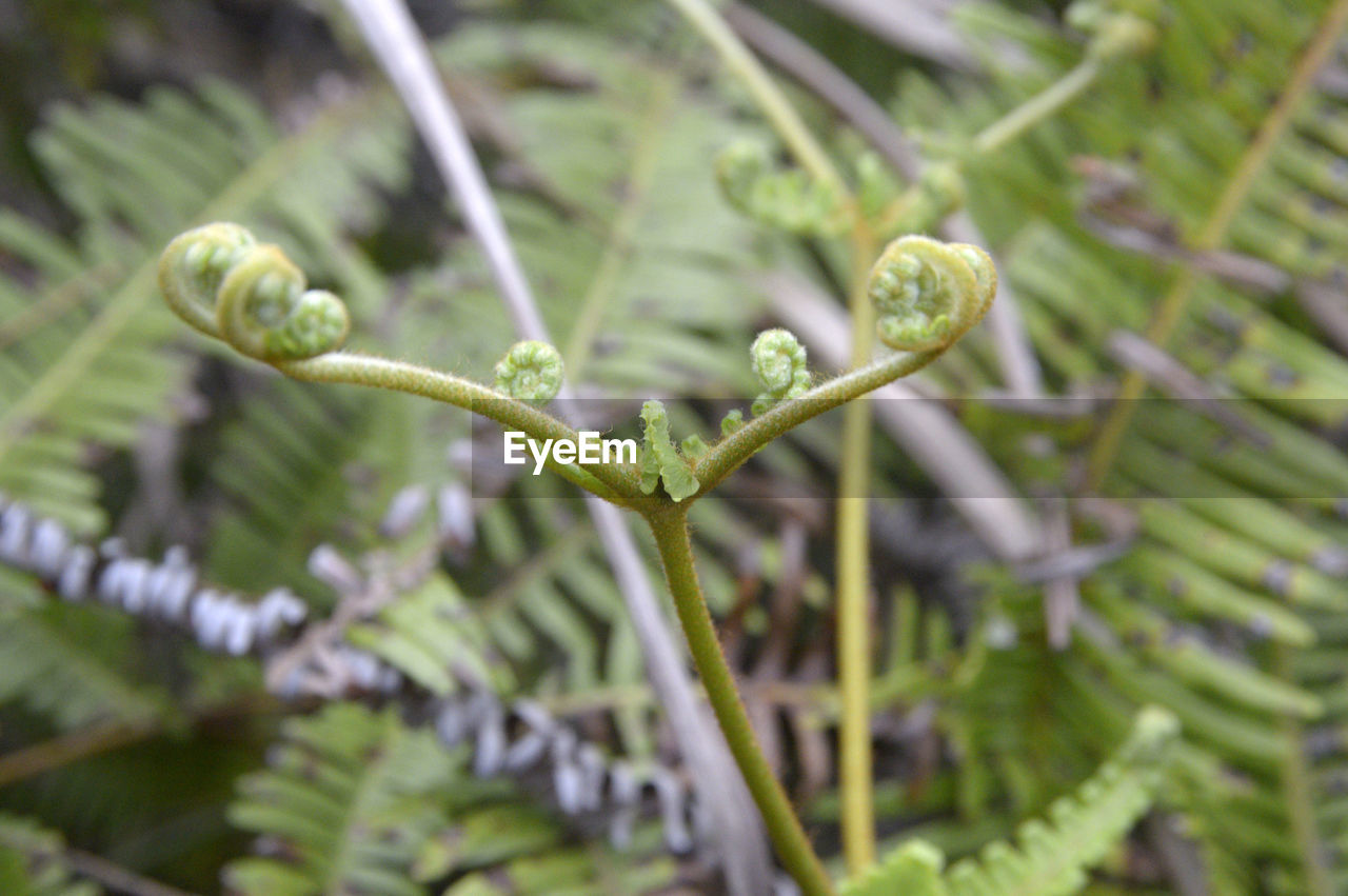 Close-up of plant