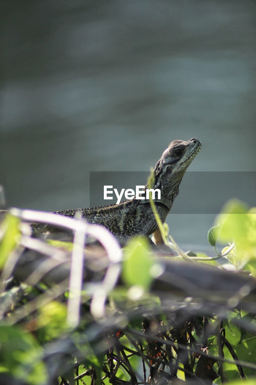 animal themes, animal, animal wildlife, one animal, reptile, wildlife, green, no people, nature, plant, lizard, selective focus, branch, close-up, outdoors, day, tree, animal body part, iguana, macro photography, water