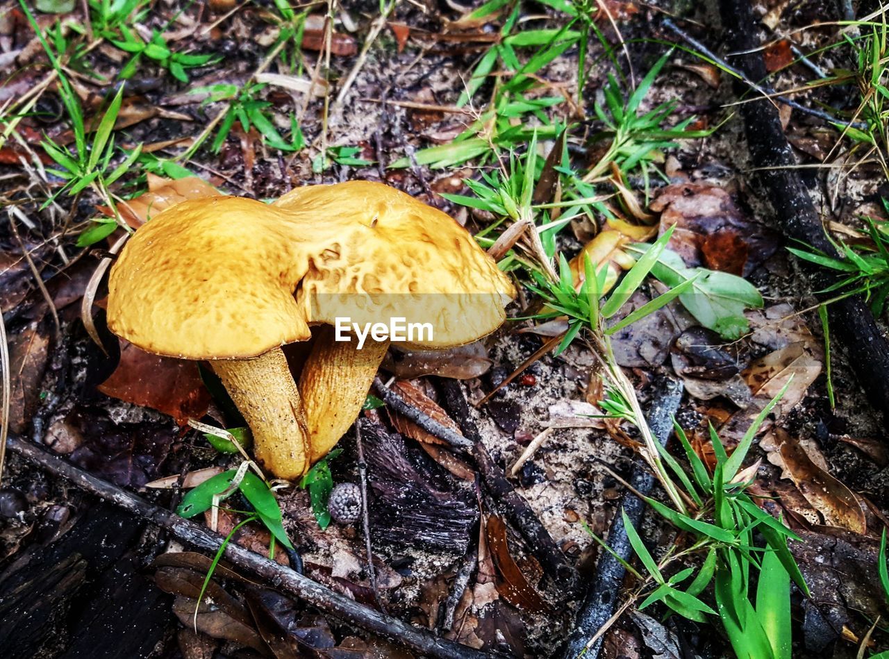 CLOSE-UP OF MUSHROOM GROWING IN FOREST