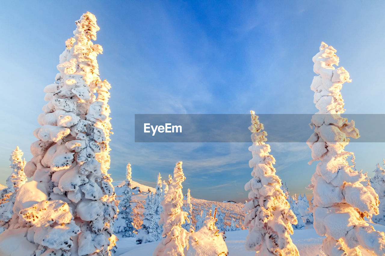 Low angle view of snow covered tree against sky