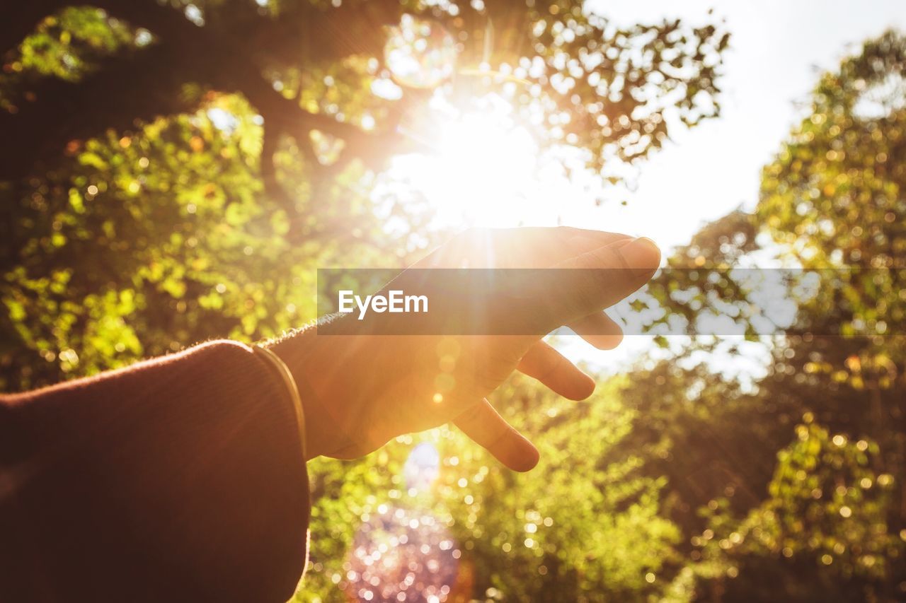 Cropped image of back lit hand against trees