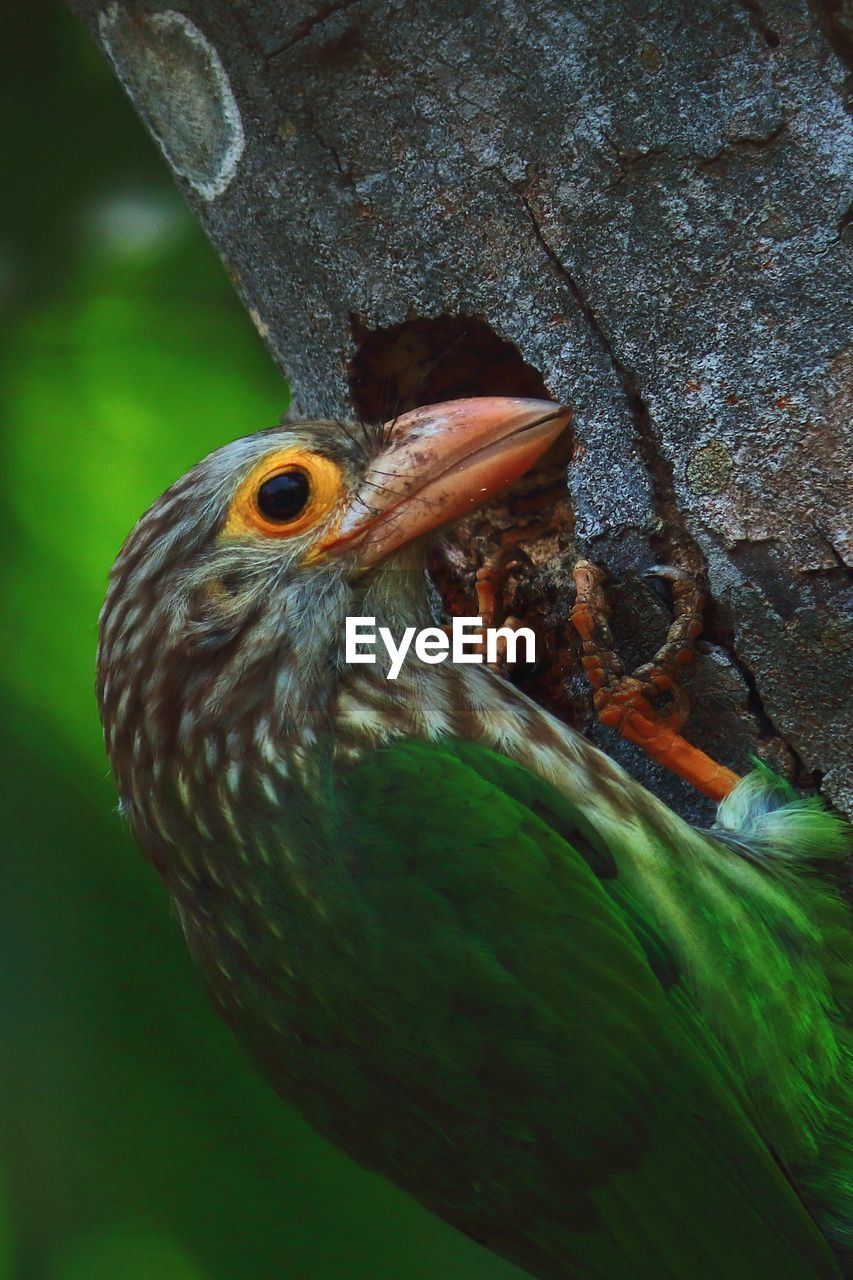 Nesting season of lineated barbet bird in summertime, tropical forest in india