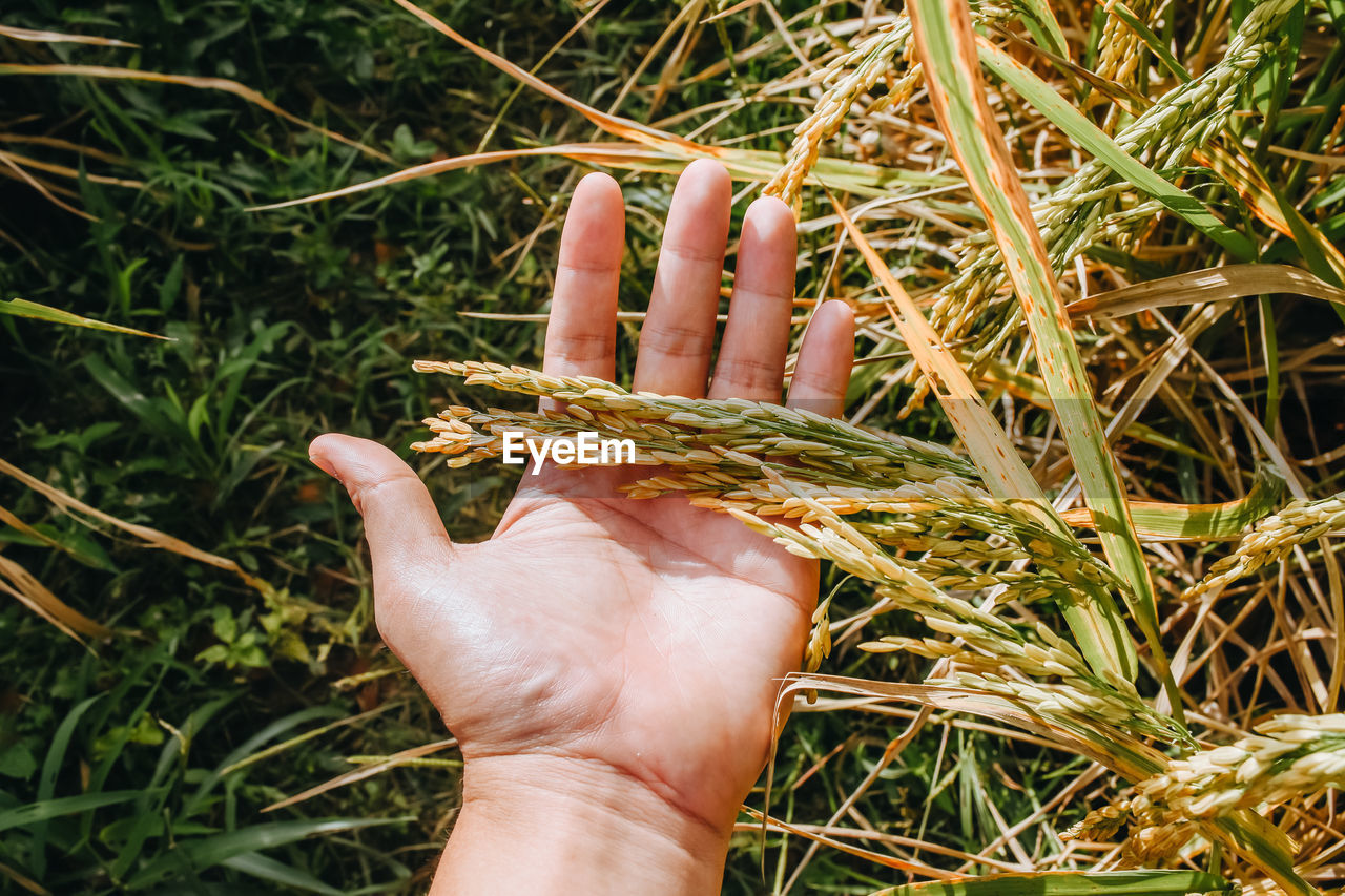 grass, hand, plant, one person, soil, leaf, nature, personal perspective, green, growth, land, tree, field, lawn, day, crop, flower, branch, high angle view, close-up, finger, outdoors, lifestyles, forest, adult, leisure activity, agriculture, holding