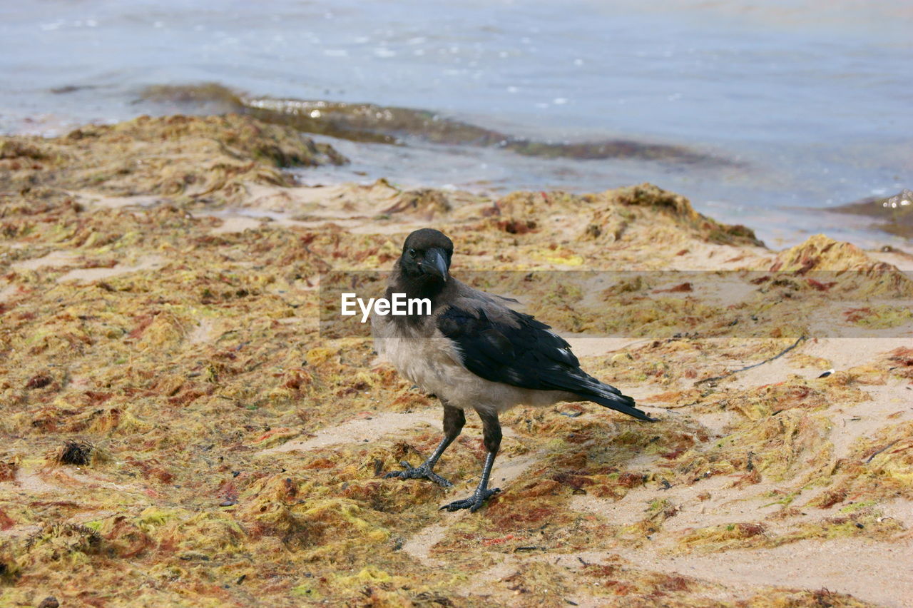 Close-up of crow perching on shore