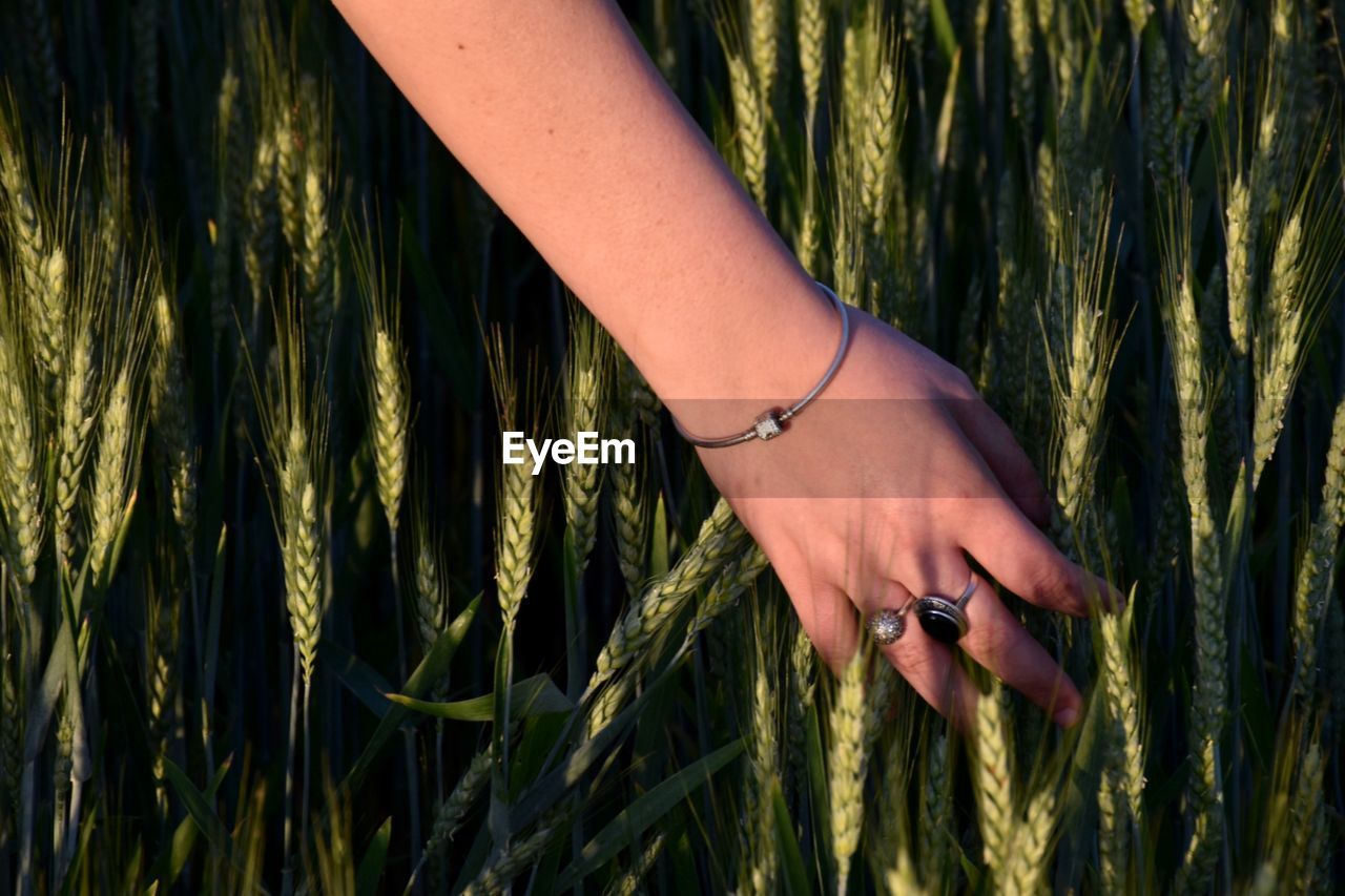 Cropped hand of woman touching plants