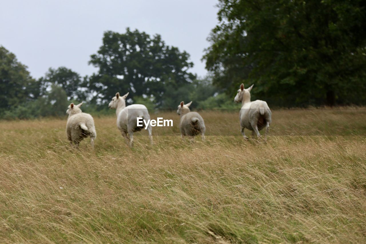 Sheep running in a field