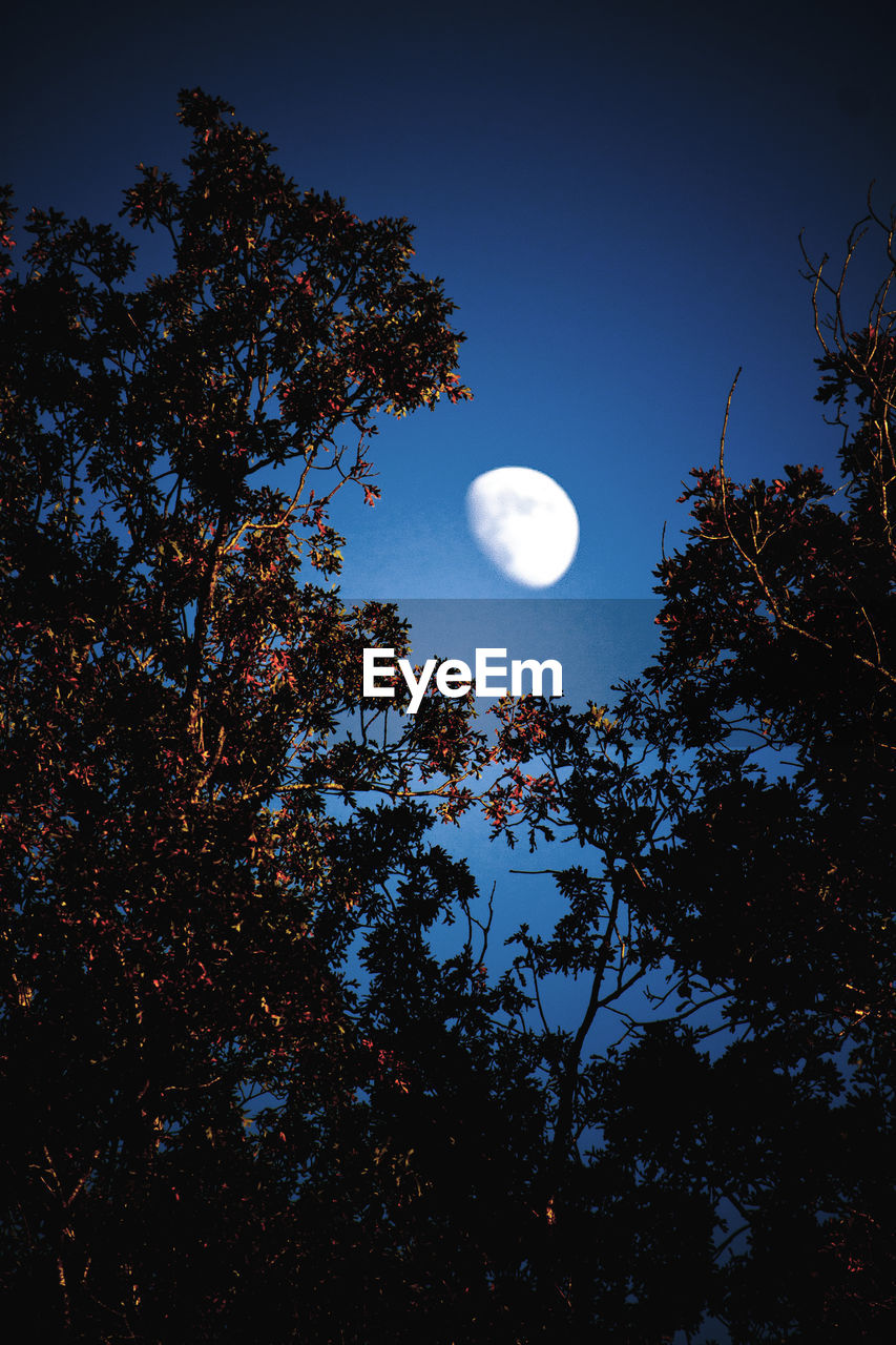 LOW ANGLE VIEW OF TREE AGAINST SKY