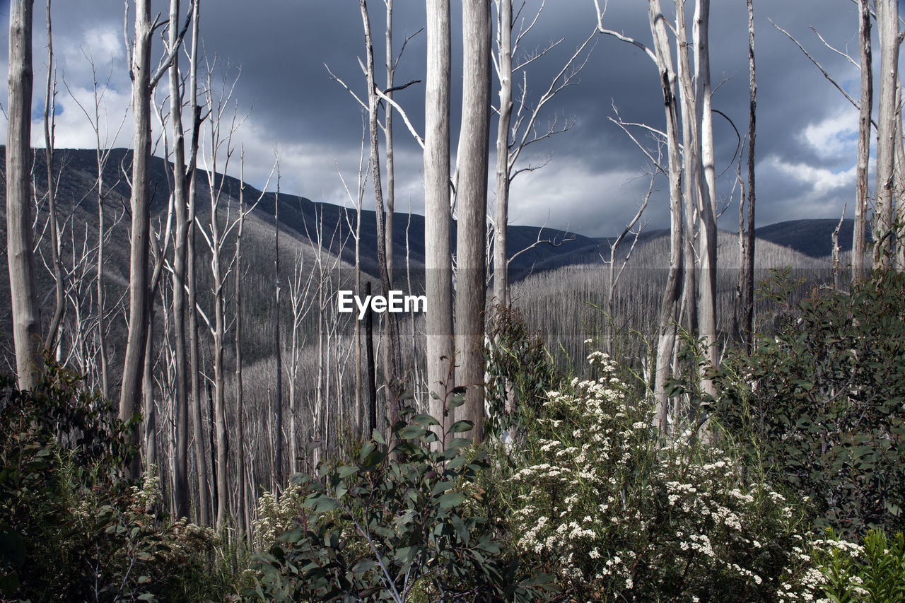 View of bare trees against mountains at victorian high country