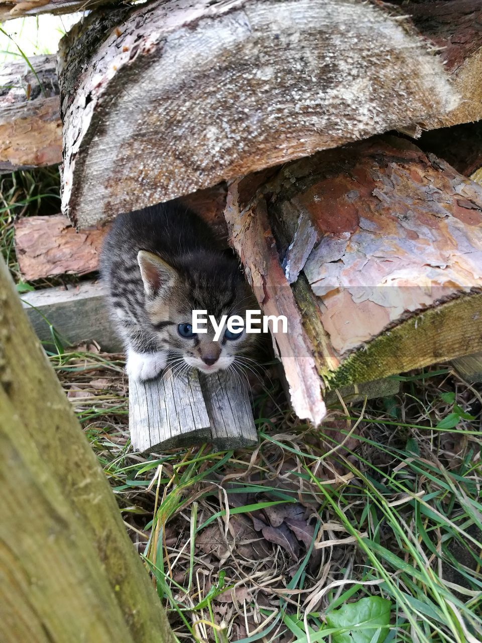 High angle view of kitten amidst wood