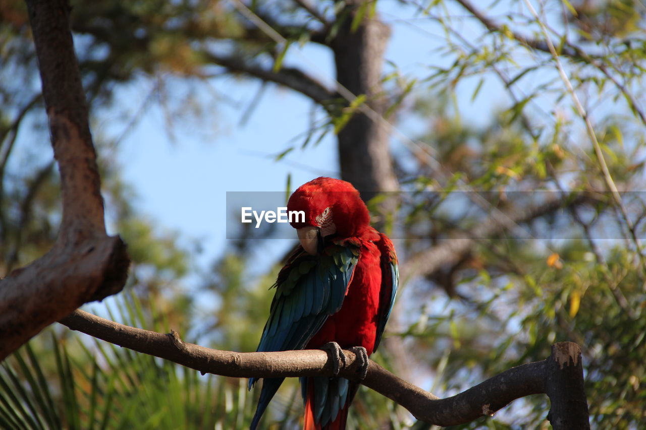 Close-up of scarlet macaws perching on tree