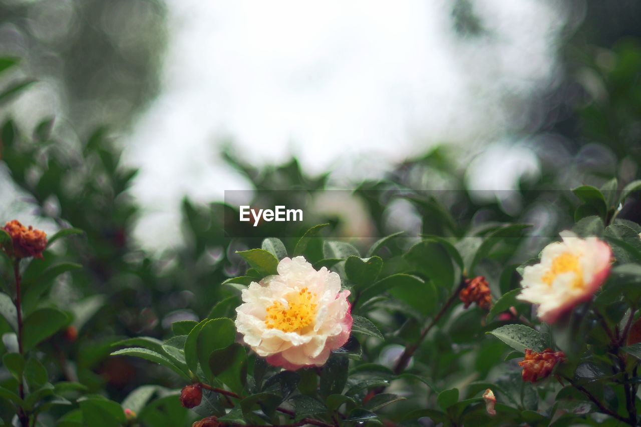 CLOSE-UP OF FLOWERS BLOOMING