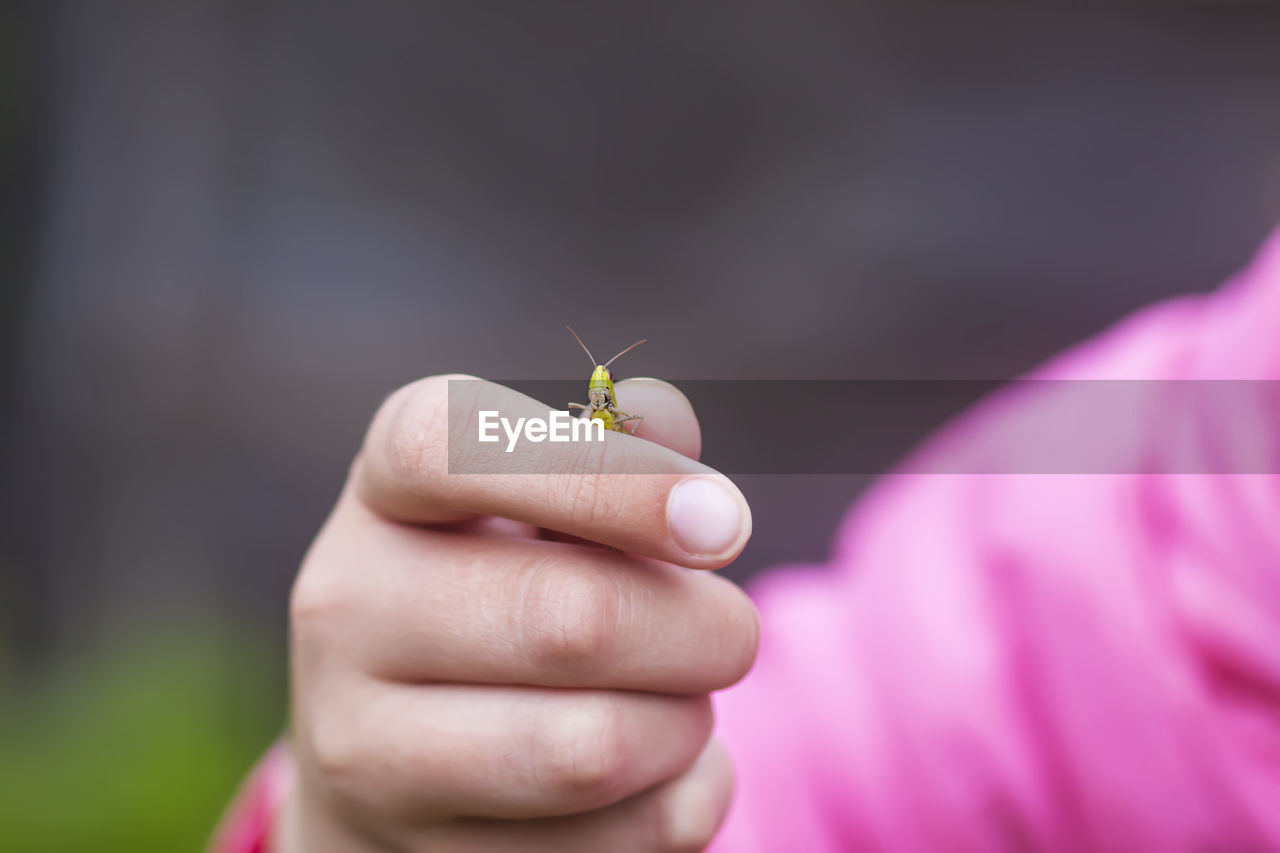 Grasshopper insect in child's hand