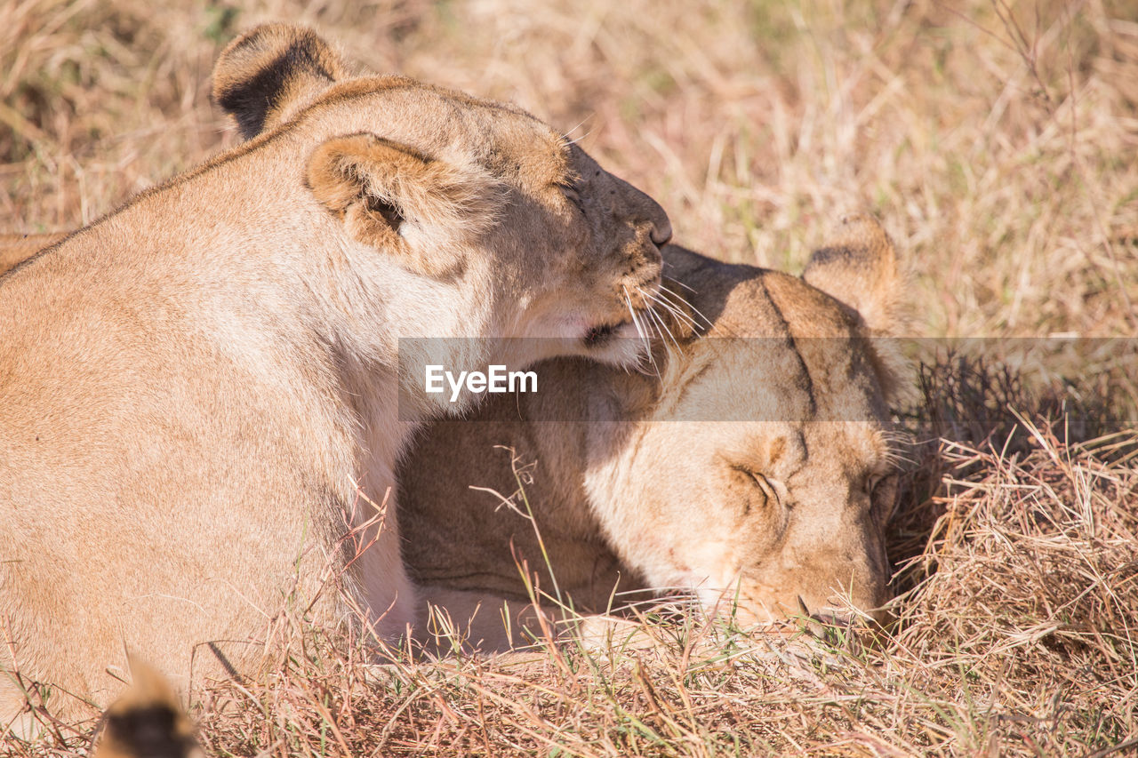 Close-up of lionesses resting on grassy field