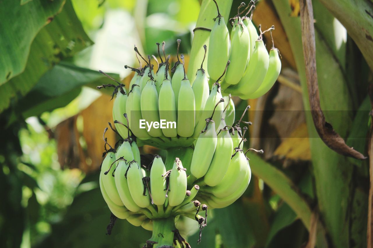 Close-up of fruits growing on tree