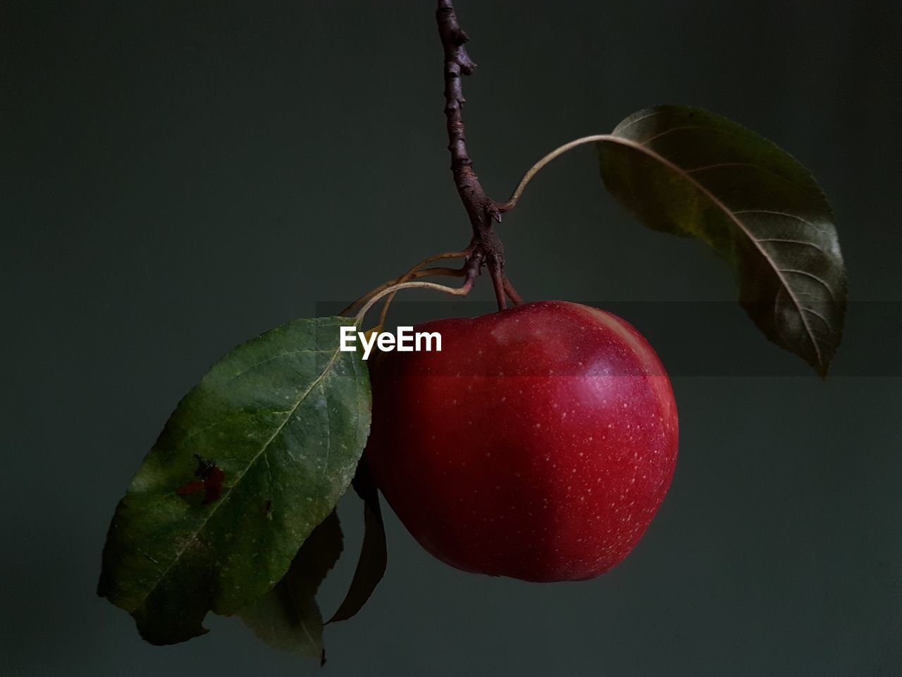 Close-up of apples on plant against gray background