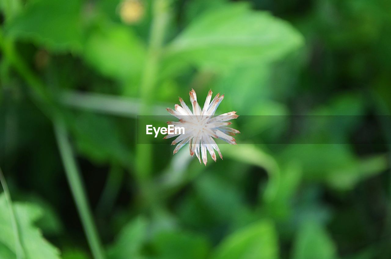 CLOSE-UP OF WHITE FLOWERS BLOOMING OUTDOORS