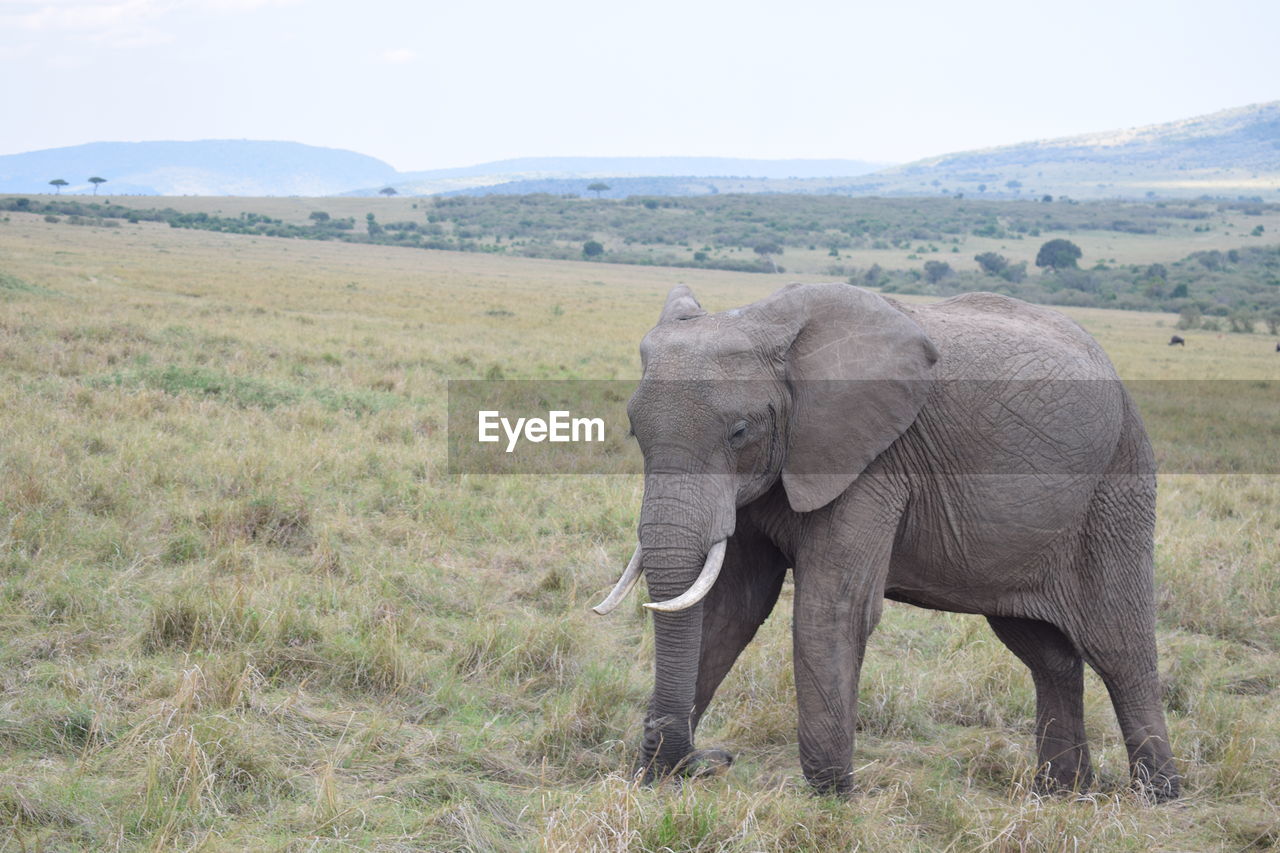 Lone elephant walking in maasai mara game reserve, kenya